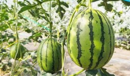 小说吃瓜甜文,甜蜜爱情甜蜜瓜