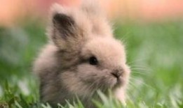 兔子吃瓜主播,揭秘网络主播的趣味生活