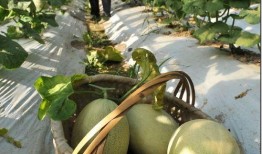 江苏农林吃瓜,吃瓜群众的田园生活