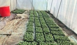 北湖吃瓜俱乐部,揭秘娱乐圈幕后故事，带你领略娱乐风云