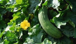 吃瓜补瓜下一句是什么,揭秘娱乐圈的“瓜田”奇闻