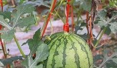 手机壁纸用心吃瓜