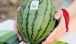 吃瓜错过啥,错过哪些热门事件与话题