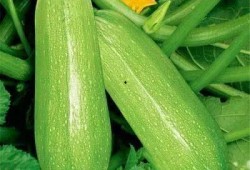 暑期将至适当吃瓜,清凉一“瓜”乐无边