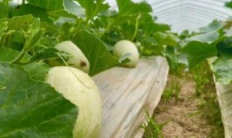 一菇吃瓜,揭秘菌类与瓜果的奇妙碰撞