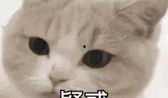 关注我吃大瓜,跟随“关注我吃大瓜”探寻明星幕后故事