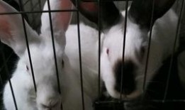 兔子吃瓜主播,揭秘网络主播的趣味生活