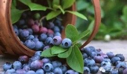 青州弥河滩吃瓜