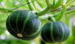 雷诺曼吃瓜,揭秘娱乐圈幕后风云