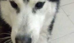 小狗吃白菜小瓜,小狗的白菜小瓜美食之旅