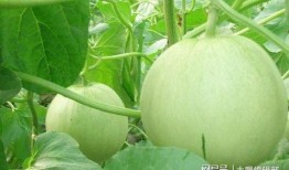 生面瓜怎么吃,探索美味新境界