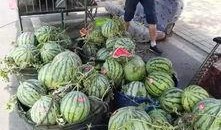 徽县吃瓜事件,一场网络热议背后的真相探寻