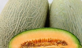 贵宾可以吃哈密瓜吗,哈密瓜的适宜性探讨