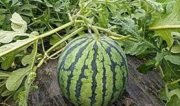 吃瓜不忘种瓜人,人生哲理与成长启示