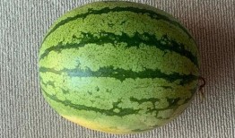 地球流浪记吃瓜,揭秘人类星际迁徙的奇幻之旅