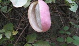 孕妇可以吃桂瓜八月瓜吗,孕妇适宜食用桂瓜与八月瓜的探讨