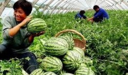 长沙苏清清吃瓜,揭秘网络热议背后的真相