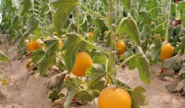 赶紧回家吃瓜,揭秘回家吃瓜背后的故事