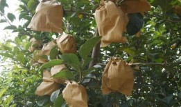 龙栖湾吃瓜,畅享清凉，品味生活