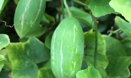 梦见吃臭赖瓜,揭秘吃臭赖瓜的神秘寓意