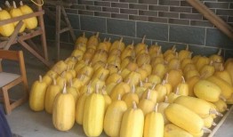 崇明崩瓜怎么吃,传统美食的多样吃法探索