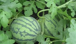 吃瓜李小米,揭秘娱乐圈背后的故事