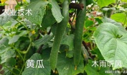 小瓜枝条怎么吃,意想不到的美味新吃法