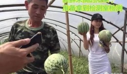 沈阳吃瓜群众直播,揭秘城市生活百态