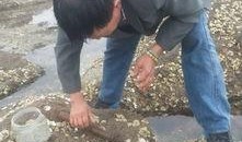 吃瓜掉水里被踩,一场意外的“瓜田”悲剧