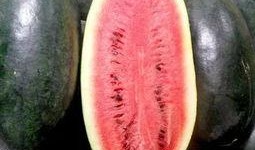 地野瓜怎么吃最好,解锁美味新体验