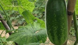 女人吃瓜的功效,女性养生新宠，吃瓜带来的多重益处揭秘