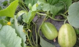 吃还没长大的瓜,揭秘那些“吃还没长大的瓜”的秘密