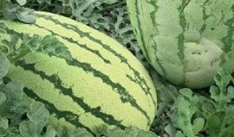 瓜都是怎么吃的