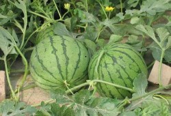 彬州吃瓜事件,一场网络热议背后的真相与反思