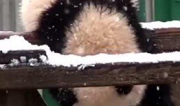 吃瓜小熊帅哥,揭秘娱乐圈的甜蜜瓜田