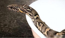 吃瓜 男人与蛇,男人与蛇的神秘邂逅