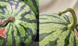 塞伯坦吃瓜,一场星际吃瓜盛宴