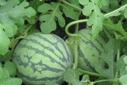 池瓜孕妇可以吃吗,池瓜孕妇食用指南