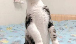 瓜哥吃瓜猫,揭秘娱乐圈的“瓜田”趣事