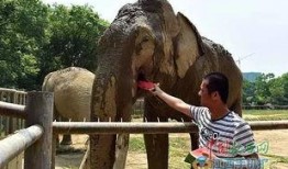 吃瓜兄弟大象,揭秘大象世界的趣味故事