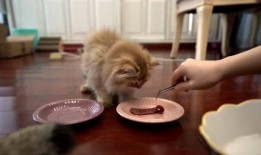 吃瓜小王八,网络红人的崛起与争议