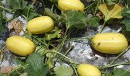 大早上就有瓜吃,揭秘早间美食盛宴