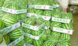 上午武汉吃瓜,上午吃瓜，品味生活百态