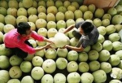 威县三白瓜怎么吃,威县三白瓜的多样食法探索