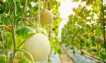 吃梨瓜放屁,梨瓜美食背后的“排气”秘密