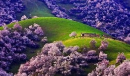 看花和吃瓜朗诵