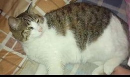 瓜哥吃瓜猫,揭秘娱乐圈的“瓜田”趣事