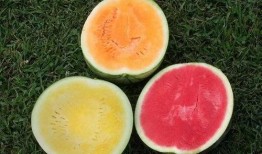 白和黑吃瓜,揭秘娱乐圈幕后风云