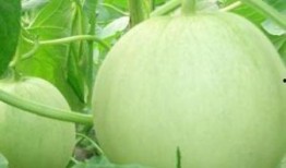 孕妇可以吃瓜叶吗,瓜叶的适宜与禁忌