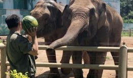 吃瓜兄弟大象,揭秘大象世界的趣味故事